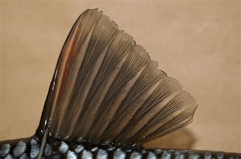 use of fins in fish|Fish fin .